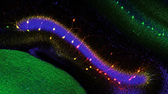 Brain Cells Keep Memories Intact
