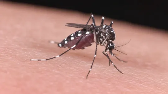 Florida Dengue Surge Sets Alarm
