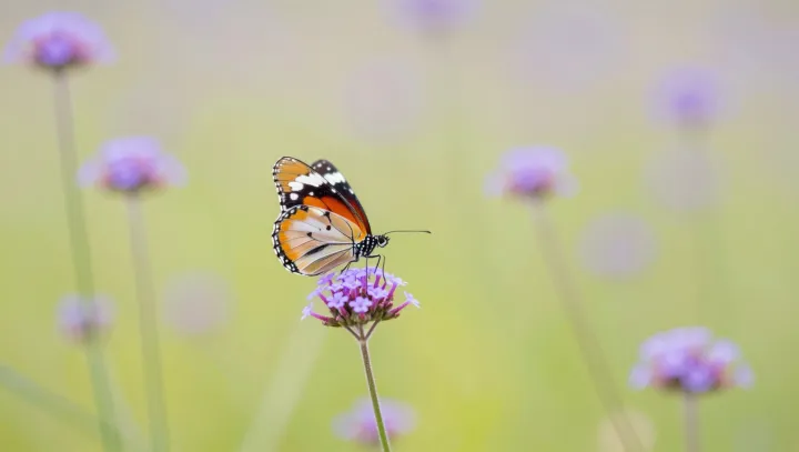 Butterfly Blue Is Built From Light