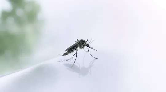 Northern Samar Dengue Cases Double