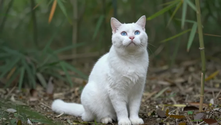 Your Cat's Belly Is Not a Verdict