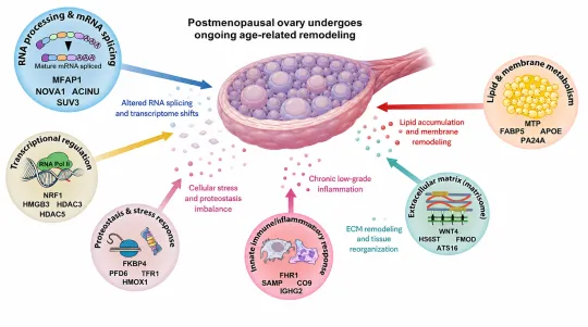 Menopause Is Not an Ovarian Shutdown