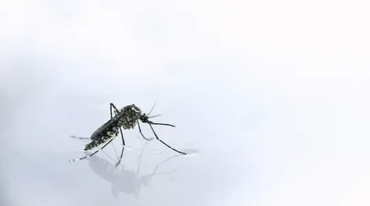Bacolod Dengue Death Toll Reaches Six