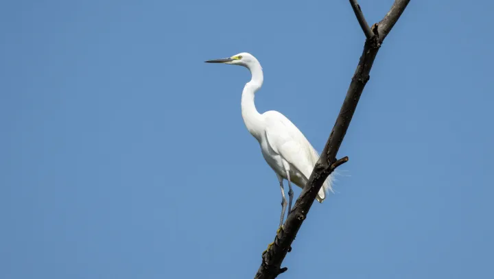 The Egret's Costly Beauty