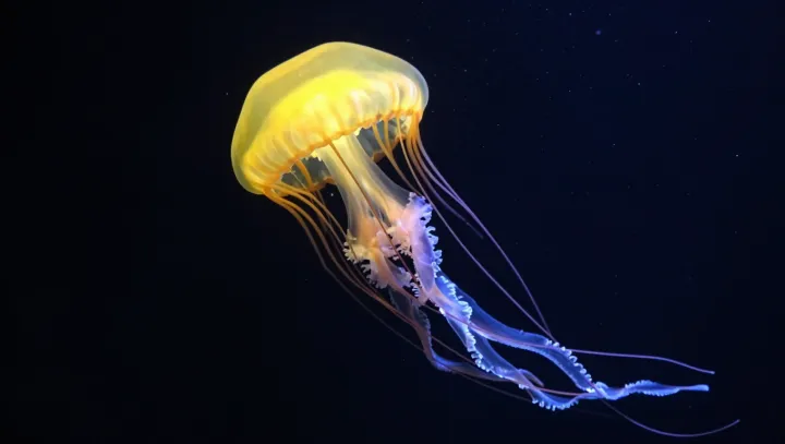 Jellyfish Swim Without a Boss