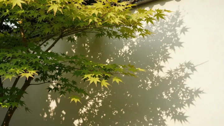 The Sun Beneath the Maple