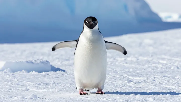 The Little Penguin's Heat Budget