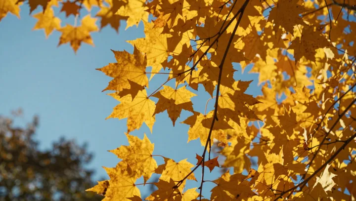 Autumn's Two Color Strategies