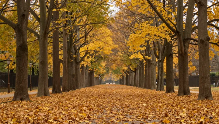 Autumn Gold Was Already There