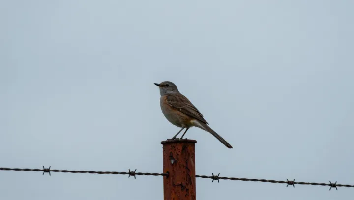 The Shrike-Thrush Naming Trap