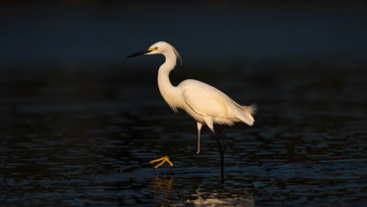 Why Storks Soil Their Own Legs