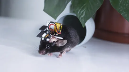 Brain Monitoring Without the Tether