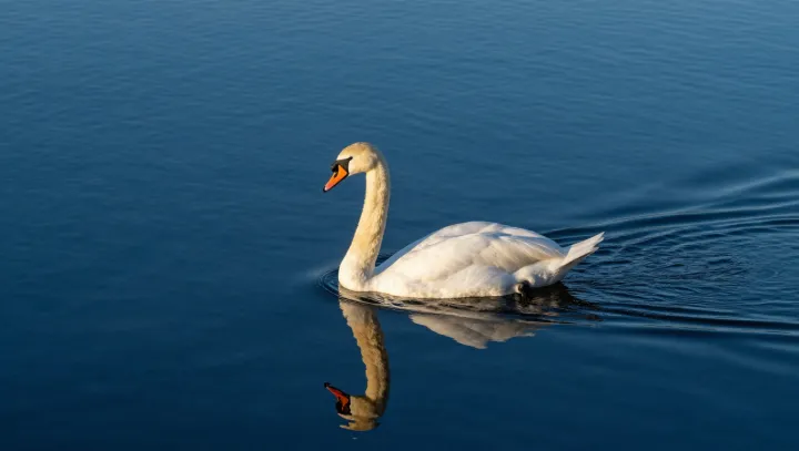 The Swan's Surplus of Bones