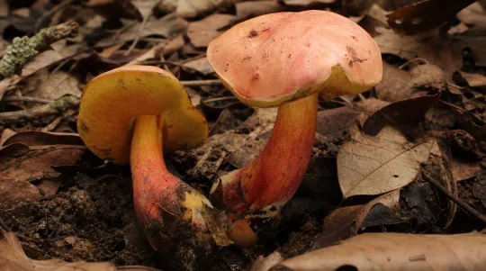 The Mushroom That Makes People Tiny