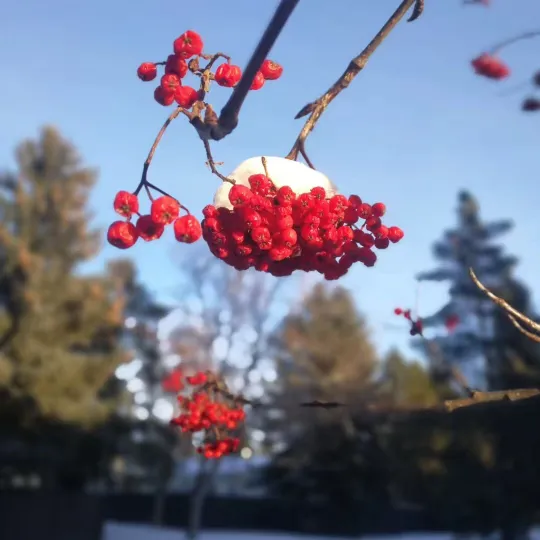 雪地里花楸树的红果子