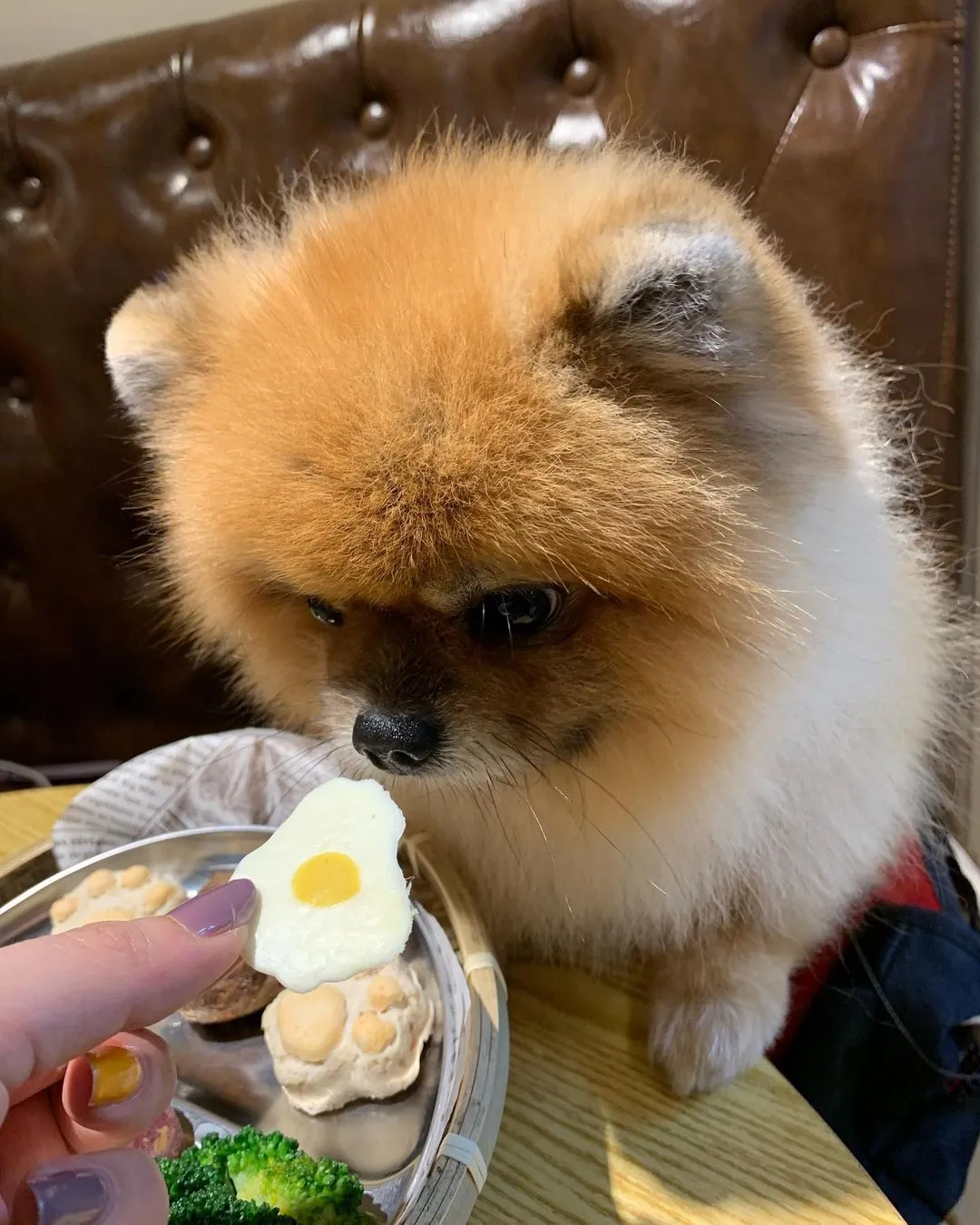 狗狗寵物野餐盤好好吃👍

#tikiyalo #台中寵物友善餐廳 #pomeranian #cutedog #dog #博美 #博美犬 #台中 #taichung #寵物餐 #狗狗餐 #鐵枝路咖啡交易所 #狗狗小夥伴野餐盤