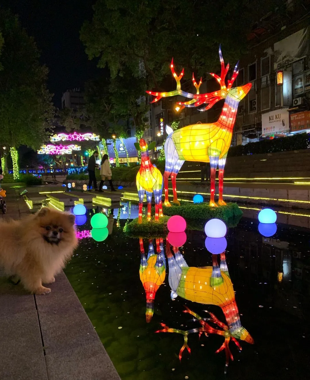 Merry Xmas🎄 & Happy New Year🧧

#pomeranian #cutedog #taichung #博美 #xmas #松鼠博美 #台中 #博美犬  #happy2022 #happynewyear
