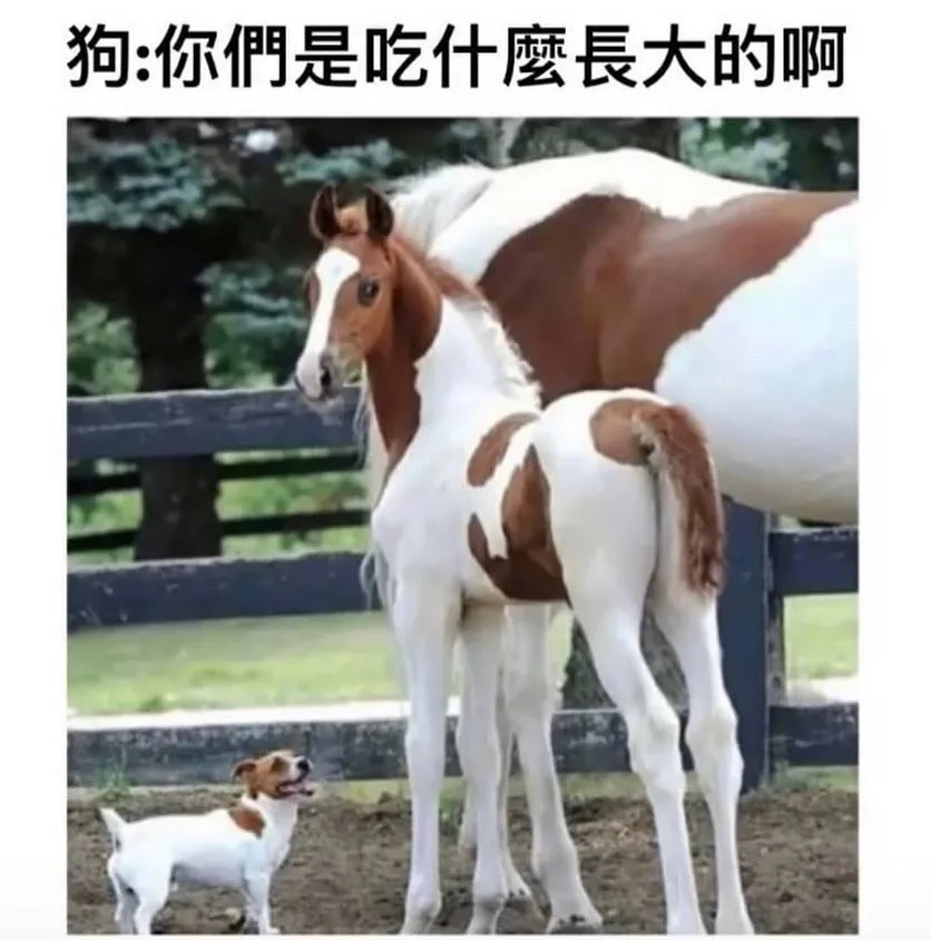 追蹤她 @memes_gr5566 
平平是17歲，身材奈差這膩多！🐶🐎

「內容由網路轉載」

 #搞笑 #笑死 #開心 #幸福 #快樂 #愛情
 #台灣 #日本 #韓國 #旅行 #旅遊 #景點
 #女神 #男神 #告白 #分享 #背景 #音樂
 #互讚 #愛你 #笑話 #喜歡 #喜愛 #寵物
 #音樂 #音響 #跑車 #愛車 #路跑 #跳舞
