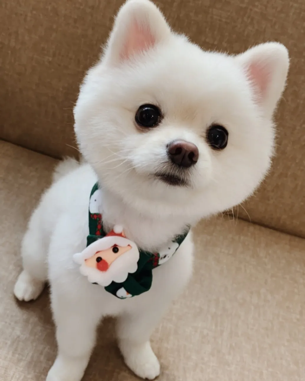 祝大家聖誕快樂🎄🎄
洗澡還送圍巾，謝謝爪子村♥️

#pomeranian #pome #博美犬 #博美 #博美犬pomeranian #博美犬スタンプ #博美狗 #白博美 #🐟仔 #寒冷#聖誕快樂 #圍巾 #聖誕快樂#爪子村