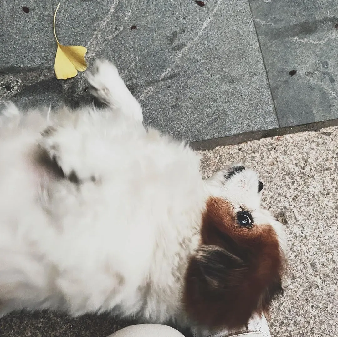 小可爱