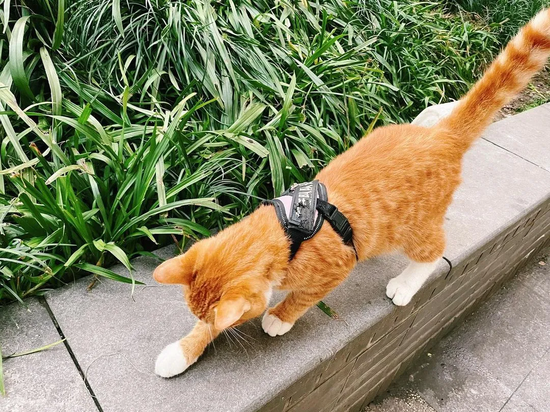 另一个面店的小橘子，是个笨猫，连🐟都不太会吃，大概就是这样老板才要给它套绳怕丢吧
#kitty #orangecat #winter