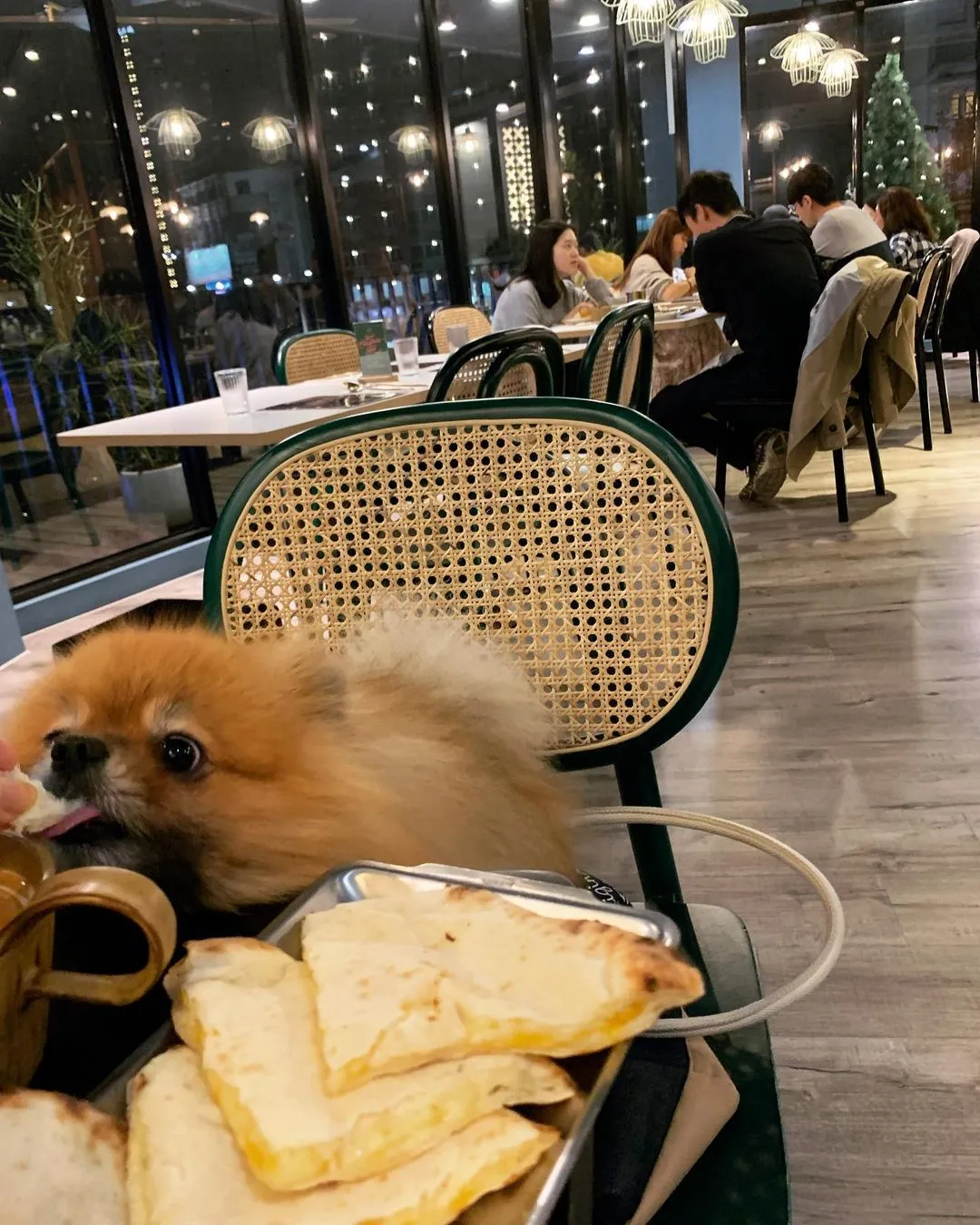 #pomeranian #博美 #印度料理 #飪室 #飪室勤美店 #台中寵物友善餐廳 #台中 #寵物友善餐廳