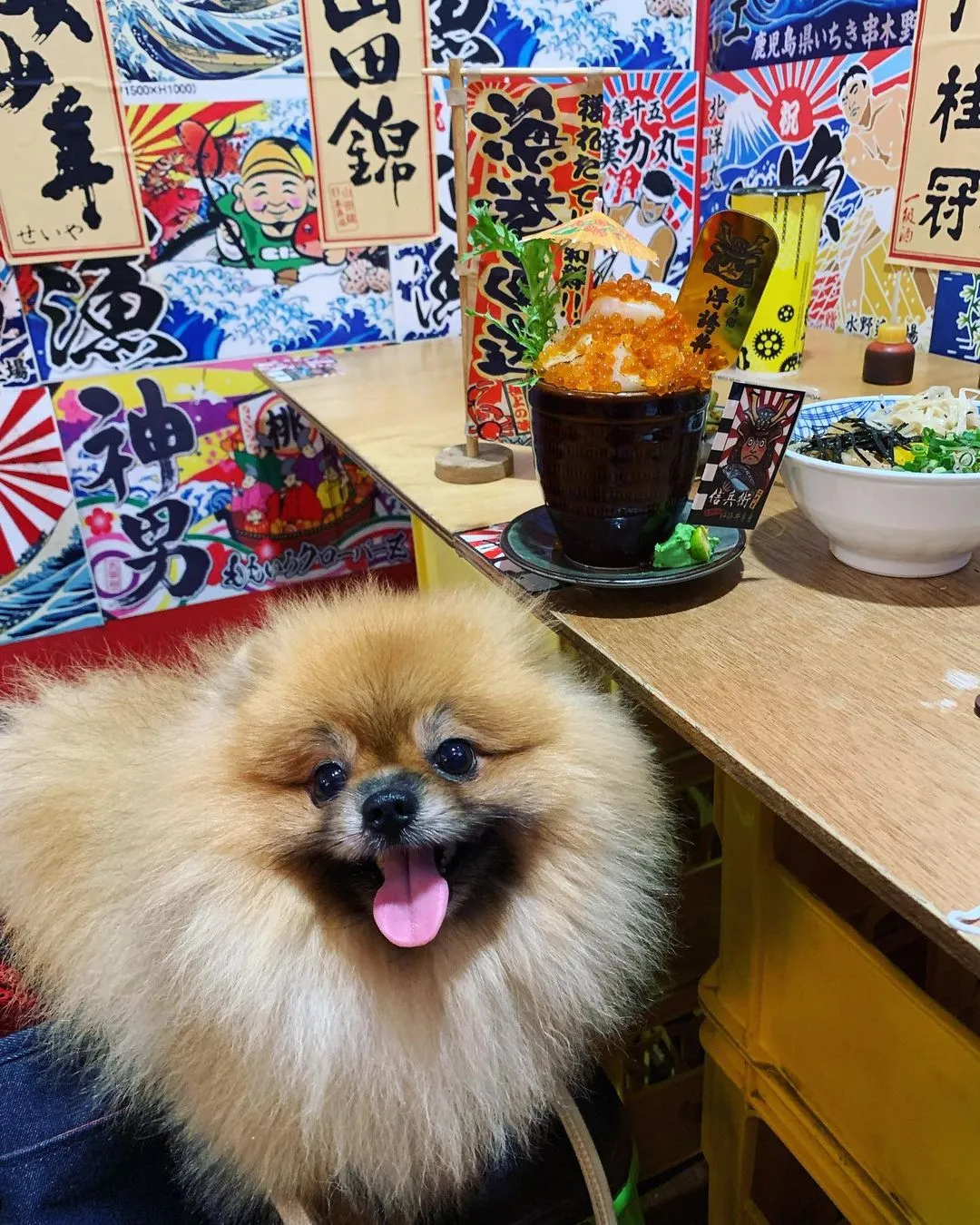 #pomeranian #博美 #干貝 #鮭魚卵 #丼飯