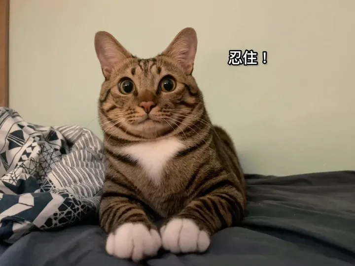 成日係度扮哂正經唔care 最後都係忍唔住8掛😂😂
。
。
。
#港短 #香港 #唐貓 #唐貓也是寶 #香港貓 #虎斑貓 #虎紋貓 #hkcatstagram #hkcat #hongkongmeow #hongkong #hkcatlovers #hongkongig #貓 #貓星人 #貓奴 #hk852 #hkpet #貓貓 #喵星人 #香港 #貓咪 #貓奴日常 #貓咪日常 #貓貓日常 #可愛 #搞笑 #有趣 #米克斯貓 #毛孩 #治愈