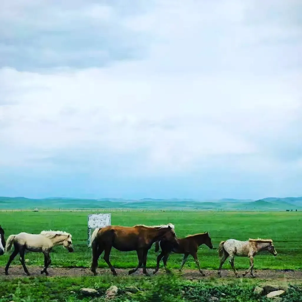 ⭐Mongolian horse culture

✨In the long history, the rise and fall of the horse has been closely linked with the Mongolian people. The Mongolian horse culture and the Mongolian people who are good at fighting have been recorded in the history books.

✨The Mongolian people, who have lived a nomadic life on the grassland for generations, reflect the life on horseback in their daily life. Therefore, people call the Mongolian nation on horseback. Over time, horse culture became a national culture.
⭐蒙古族马文化

✨蒙古族堪称马背民族，在漫长的历史长河中，马的兴衰一直与蒙古族紧密联系，蒙古族马文化与能征善战的蒙古民族一同载入史册。
✨世世代代在草原上过游牧生活的蒙古族人民日常生活中的风俗习惯、生活用具等均反映了马背生活。因此世人把蒙古民族称作马背上的民族。久而久之马文化就变成民族文化。

Follow@starrynightmulticulture to know more about Chinese ethnic minorities and cultural diversity.

Photo by: 韩璐瑶
Written by：杜梦琪

#Mongolian#horse#history#horseback#grassland