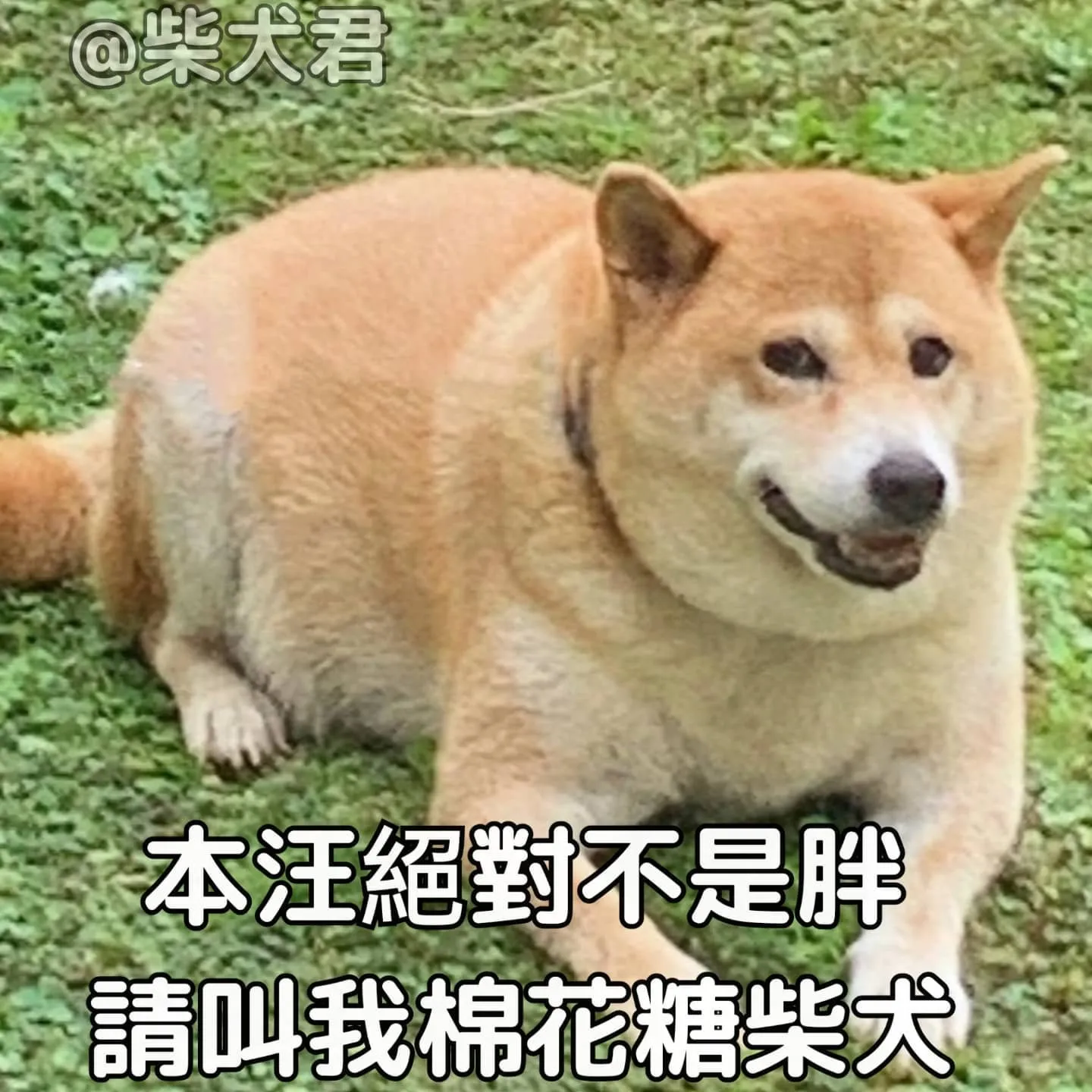 -
我要吃更多的……蛋……糕……
來源：@_shiba__life
-
免責聲明：本網站展示運用素材之內容，著作權與版權歸原作者所有，若有任何不妥會立即撤下圖片。
-
#梗圖 #搞笑 #joke #meme#柴犬梗圖系列#likeforlikes #推特 #likeforlikeback #instagramdogs #日本犬#柴犬#funny#funnyanimals #shibainu #twitter#柴犬大好き #柴犬マニア#赤柴#shibanu #白柴#柴犬まる #胖狗#表情包#柴犬君貓狗梗圖#like4likes#shibalove