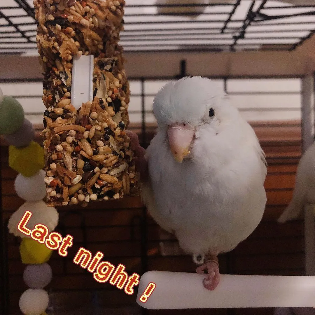 😅😅😅
#bird #birdlife #birdlovers #birb #agapornisroseicollis #lovebirds
#birdsofinstagram #birdsofig #birdstagram 
#cute #cutebird #cuteanimals
#forpuscoelestis #instabirds
#pacificparrotlet #prettybird #parrotsofinstagram
#鳥 #太平洋鸚鵡 #鸚鵡 #牡丹鸚鵡 #鹦鹉 #鸟 #牡丹鹦鹉
#インコスタグラム