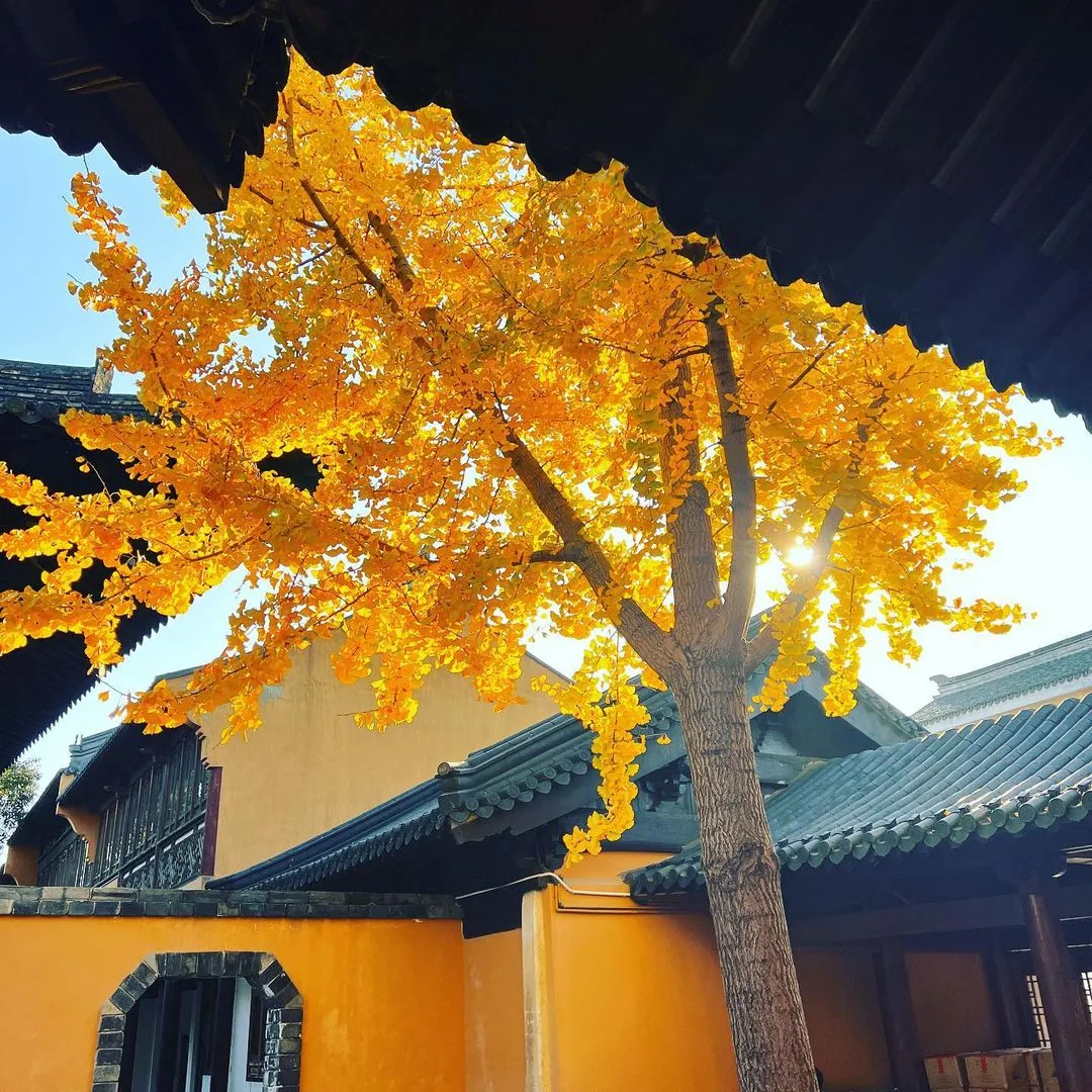 锦溪冬意