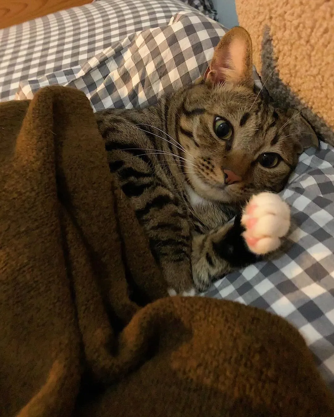🦭:仲咁早～🥱俾我瞓多五分鐘先啦😴😴
最後瞓足全日🥲🥲
。
。
。
。
#港短 #香港 #唐貓 #唐貓也是寶 #香港貓 #虎斑貓 #虎紋貓 #hkcatstagram #hkcat #hongkongmeow #hongkong #hkcatlovers #hongkongig #hkig #hkiger #hk #貓 #貓星人 #貓奴 #hk852 #hkpet #貓貓 #喵星人 #香港 #貓咪 #貓奴日常 #貓咪日常 #貓貓日常 #喵 #喵喵 #米克斯貓
