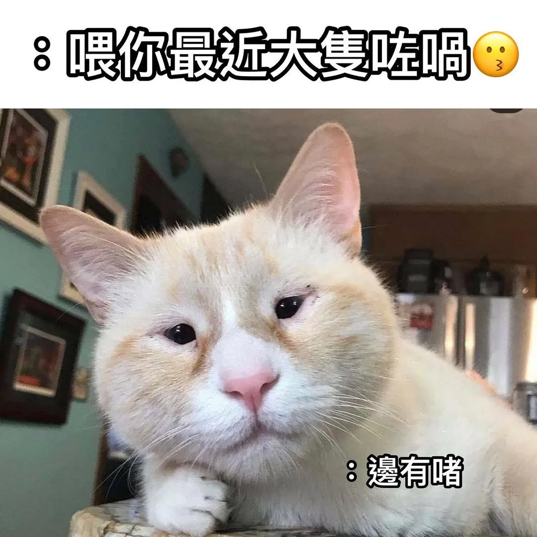 Tag你個朋友聽到人讚嘅樣😎

🐱Follow @adorablecompany.hk
🐶Follow @adorablecompany.hk

.
.
.

圖片來源： 互聯網

#petmemesdaily #cat #dog #petmemes #cantonese #catlife #doglife #貓貓 #貓星人 #領養 #香港領養 #貓奴 #旺角美食 #銅鑼灣美食 #貓咪日常 #狗狗 #汪星人 #狗奴 #狗狗日常 #搞笑 #梗圖 #寵民 #貴婦狗之日常 #adorablecompany #hongkong #香港 #廣東話 #香港製造 #netflix #netflixhk
