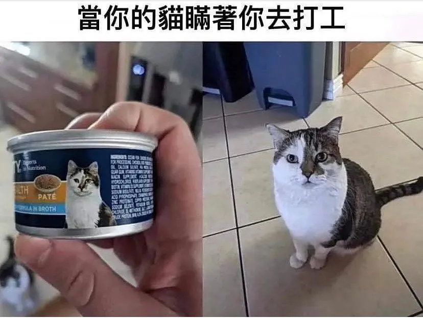 追蹤她 @mymemes_love
懂事的寶貝貓！😼😸😽

「內容由網路轉載」

 #搞笑 #笑死 #開心 #幸福 #快樂 #愛情
 #台灣 #日本 #韓國 #旅行 #旅遊 #景點
 #女神 #男神 #告白 #分享 #背景 #音樂
 #互讚 #愛你 #笑話 #喜歡 #喜愛 #寵物
 #音樂 #音響 #跑車 #愛車 #路跑 #跳舞