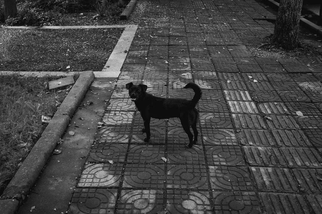 狗🐶 #宁波 #街拍