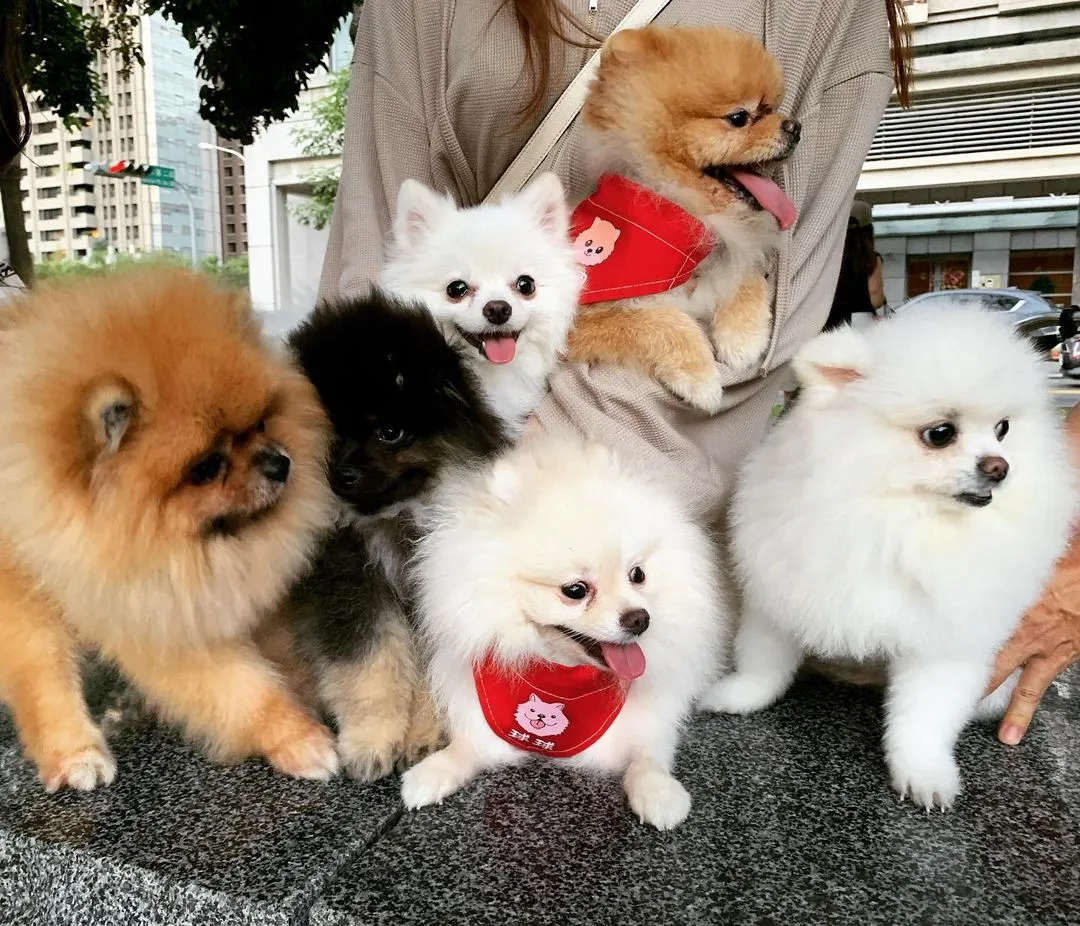 我與我的朋友們🐶❤️🐶
#pomeranian #博美 #博美犬 #松鼠博美 #cutedog #萌犬