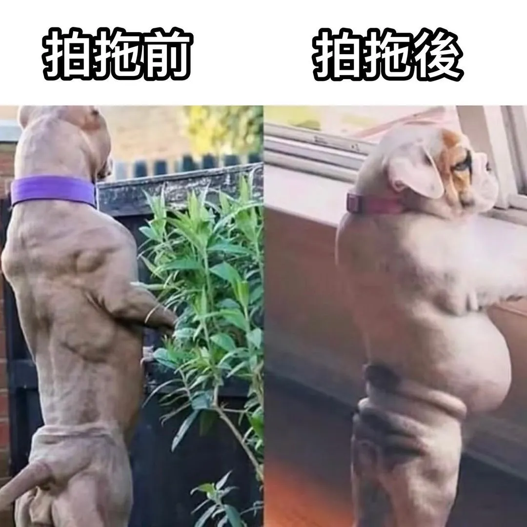 養到肥晒🤣

🐱Follow @adorablecompany.hk
🐶Follow @adorablecompany.hk

.
.
.

圖片來源： 互聯網

#petmemesdaily #cat #dog #petmemes #cantonese #catlife #貓貓 #貓星人 #領養 #香港領養 #貓奴 #旺角美食 #銅鑼灣美食 #貓咪日常 #狗狗 #汪星人 #狗奴 #狗狗日常 #搞笑 #梗圖 #寵民 #貴婦狗之日常 #adorablecompany #hongkong #香港 #廣東話 #王力宏