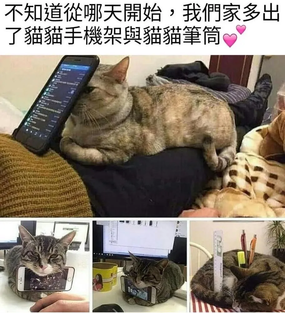 追蹤她 @memes_gr5566 
🐱：嘿嘿嘿 
原來我的功能這麽多！😽😽😽

「內容由網路轉載」

 #搞笑 #笑死 #開心 #幸福 #快樂 #愛情
 #台灣 #日本 #韓國 #旅行 #旅遊 #景點
 #女神 #男神 #告白 #分享 #背景 #音樂
 #互讚 #愛你 #笑話 #喜歡 #喜愛 #愛愛 
 #音樂 #音響 #跑車 #愛車 #路跑 #跳舞