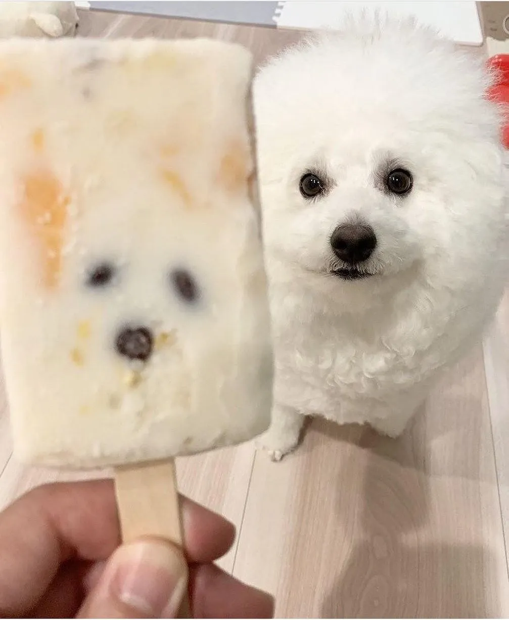 追蹤她 @memes_gr5566 
來自冰棒的你！🐶🐶🐶

「內容由網路轉載」

 #搞笑 #笑死 #開心 #幸福 #快樂 #愛情
 #台灣 #日本 #韓國 #旅行 #旅遊 #景點
 #女神 #男神 #告白 #分享 #背景 #音樂
 #互讚 #愛你 #笑話 #喜歡 #喜愛 #愛愛 
 #音樂 #音響 #跑車 #愛車 #路跑 #跳舞