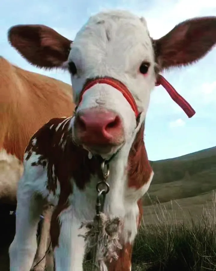 ⭐The cow culture of the five livestock culture

✨Cattle not only played an important role in Mongolian economic life, but also played an important role in Mongolian spiritual and cultural life.

✨The bull is still worshipped as a totem symbol of Mongolian nationality. The main characteristics of Mongolian cattle culture are strength, hard work and thick.

⭐五畜文化之牛文化

✨牛不仅在蒙古族的经济生活中产生过较重要作用，而且在精神文化生活中也占有重要地位。

✨公牛至今作为蒙古族的图腾象征而被人崇拜。蒙古族牛文化主要特征是力量、拼搏、厚实。

Follow @starrynightmulticulture to know more about Chinese ethnic minorities and cultural diversity.

Photo by: 韩璐瑶
Written by：杜梦琪

#cow#Mongolian#bull#totem#livestock