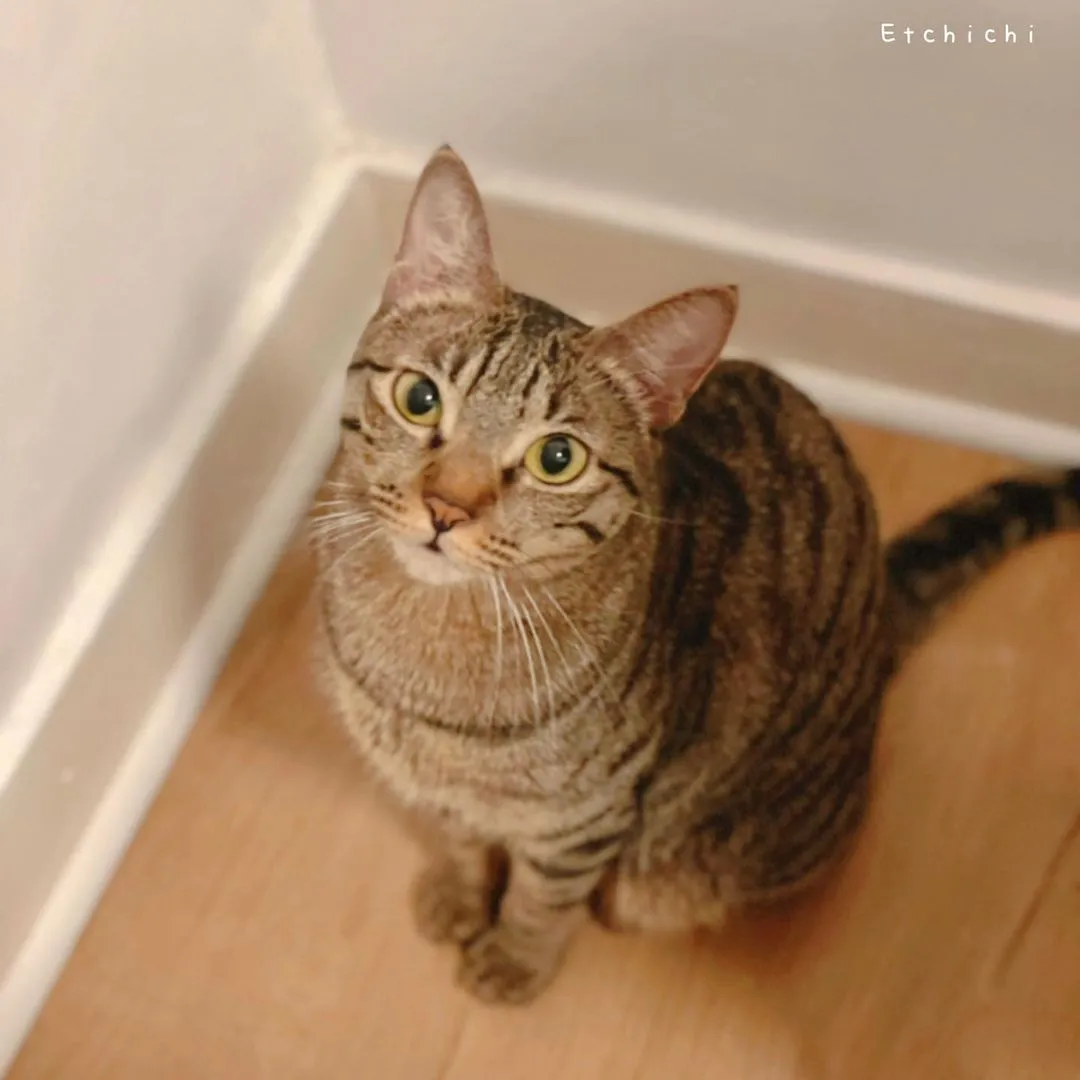 求放飯樣。
Waiting for Dinner.

#痴痴
#funnycat#catvideo#meowmeow#搞笑#貓寫真#香港貓#catsofinstagram#貓貓日常#catphotography#bestmeow#catmemes#catoftheworld#meowstagrm#Hkcatsitter#ねこ#貓女#港短#唐貓#貓貓#meow#天下貓貓一樣貓#寵物寫真#猫写真
#猫好きさんと繋がりたい #nekostagrm#meowed#catsofinstagram #保護猫#香港貓保姆#catmodel