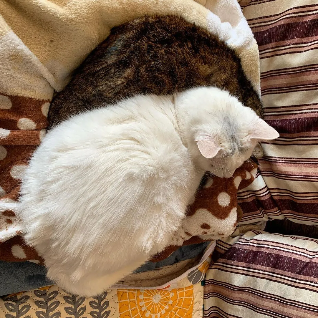 挤着的猫