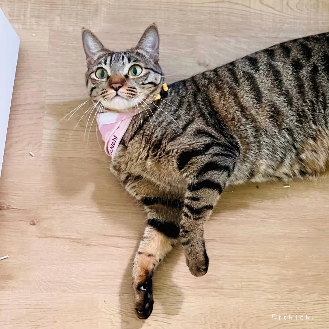痴痴：咩話！？你又有朋友上黎？
Chichi” Your friends come over again and again?”

#痴痴
#funnycat#catvideo#meowmeow#搞笑#貓寫真#香港貓#catsofinstagram#貓貓日常#catphotography#bestmeow#catmemes#catoftheworld#meowstagrm#Hkcatsitter#ねこ#貓女#港短#唐貓#貓貓#meow#天下貓貓一樣貓#寵物寫真#猫写真
#猫好きさんと繋がりたい #nekostagrm#meowed#catsofinstagram #保護猫#香港貓保姆#catmodel