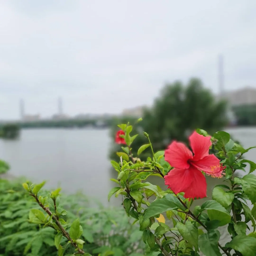 秋色花意