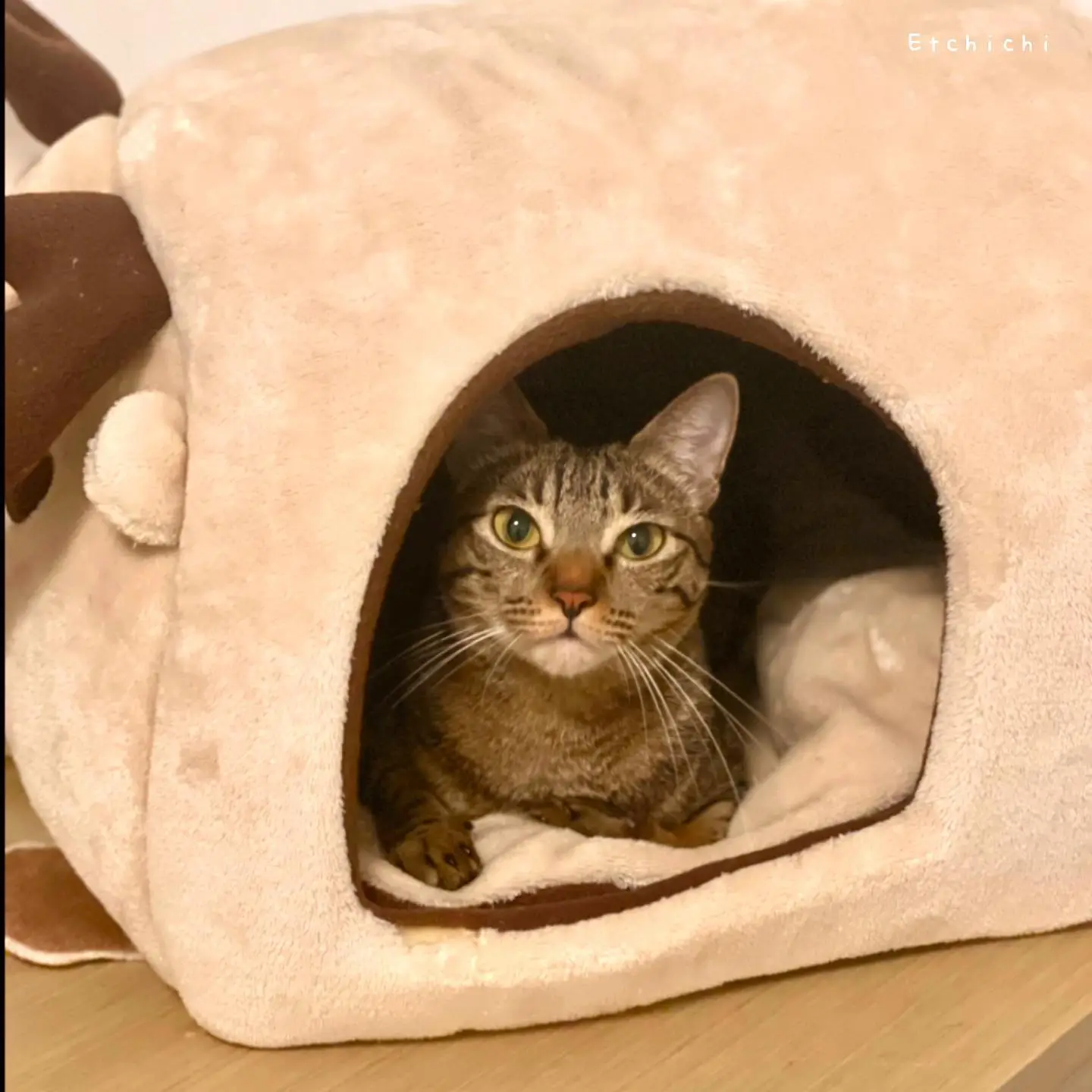 痴痴：好涷。無咩事我都係呢度。
Chichi”It’s so cold today.” #痴痴
#funnycat#catvideo#meowmeow#搞笑#貓寫真#香港貓#catsofinstagram#貓貓日常#catphotography#bestmeow#catmemes#catoftheworld#meowstagrm#Hkcatsitter#ねこ#貓女#港短#唐貓#貓貓#meow#天下貓貓一樣貓#寵物寫真#猫写真
#猫好きさんと繋がりたい #nekostagrm#meowed#catsofinstagram #保護猫#香港貓保姆#catmodel