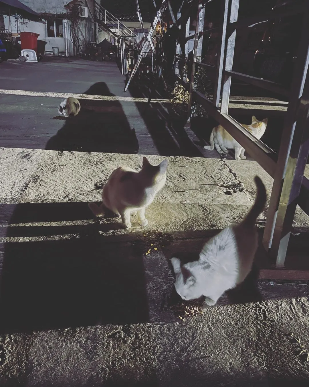 停车场🅿️的小猫咪 喂了点猫粮 天冷更要吃饱饱的 大家要平安过冬啊！