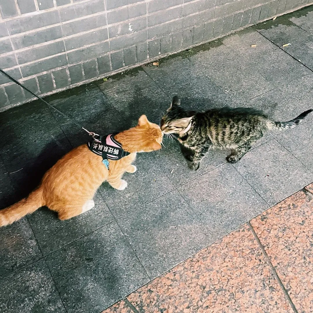 哟西，这是，冬日恋歌了？
恭喜橘橘大队长！🐈
#kitty #loveandpeace #vsco #bestoftoday #winternight