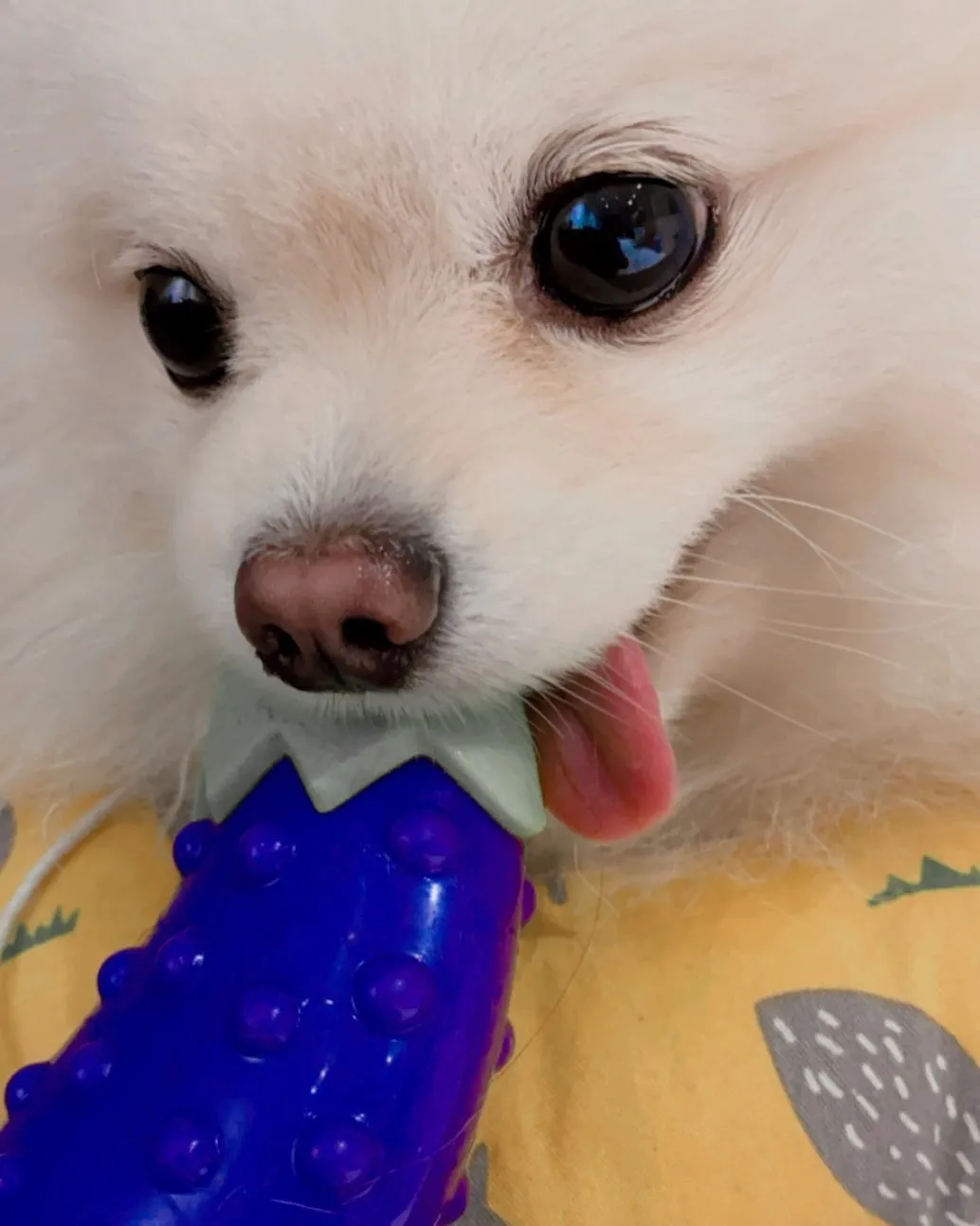萬聖節快樂。

#pomeranian #pome #博美犬 #博美 #博美犬pomeranian #博美犬スタンプ #博美狗 #白博美 #🐟仔 #萬聖節 #茄子怪