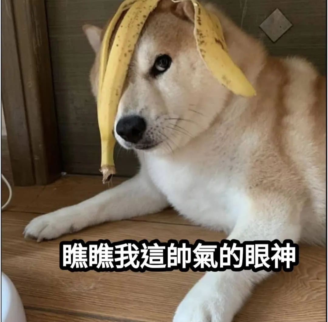 妹子們暈嗎？
#梗圖 #梗圖系列 # #梗圖推推 #梗圖分享 #梗圖迷因 #迷因 #迷因梗圖 #地獄梗 #地獄 #地獄梗圖 #開心 #快樂#迷因系列 #迷因梗#開心果 #開心開心#meme#memes #笑 #笑死#幽默#好色龍#搞笑#搞笑語錄#狗狗 #柴犬